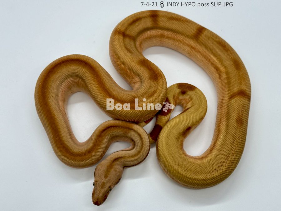 INDY HYPO poss SUP.